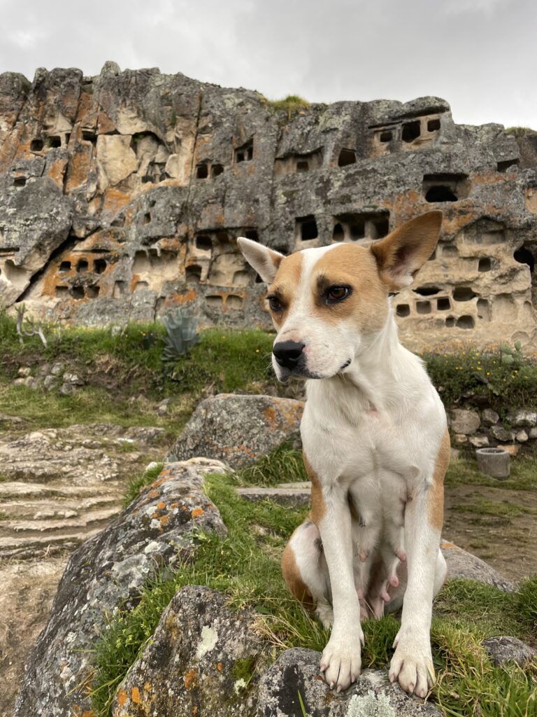 A cute stray dog sat in front of the Ventanillas de Otuzco. The structure is made up of little windows carved into volcanic rock.