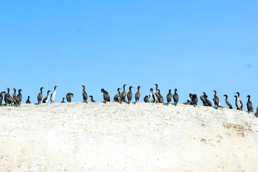 Cormorants perched on the side of an upturned abandoned boat on the way to the Islas Ballestas in Paracas. 