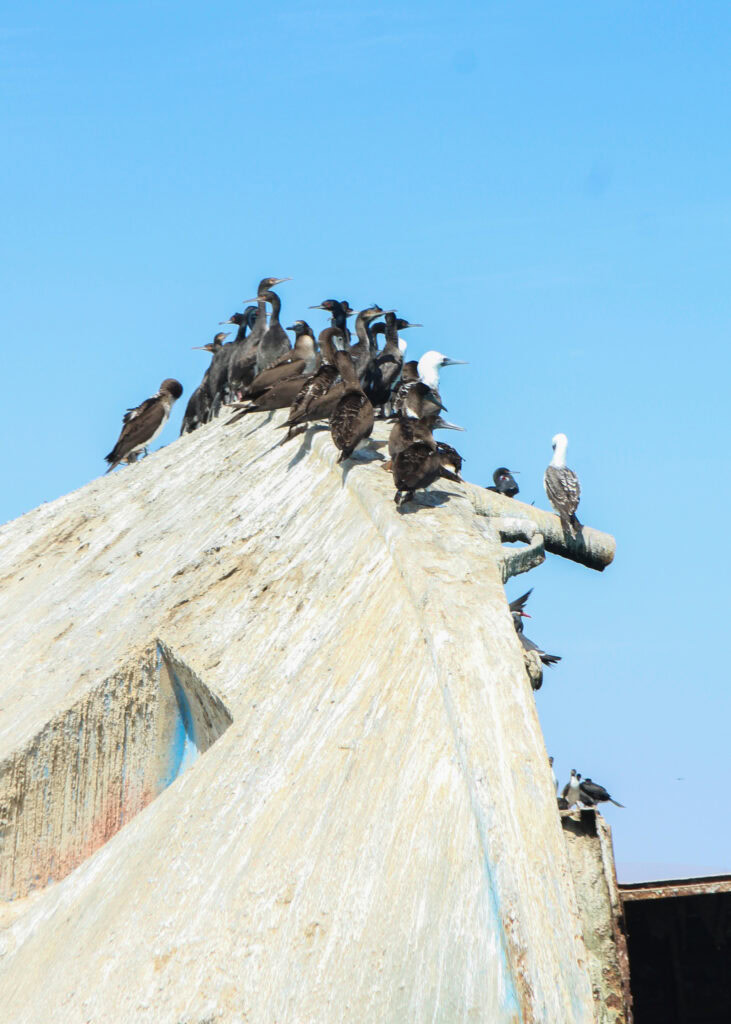 Cormorants and boobies perched on the side of an upturned abandoned boat on the way to the Islas Ballestas in Paracas. 