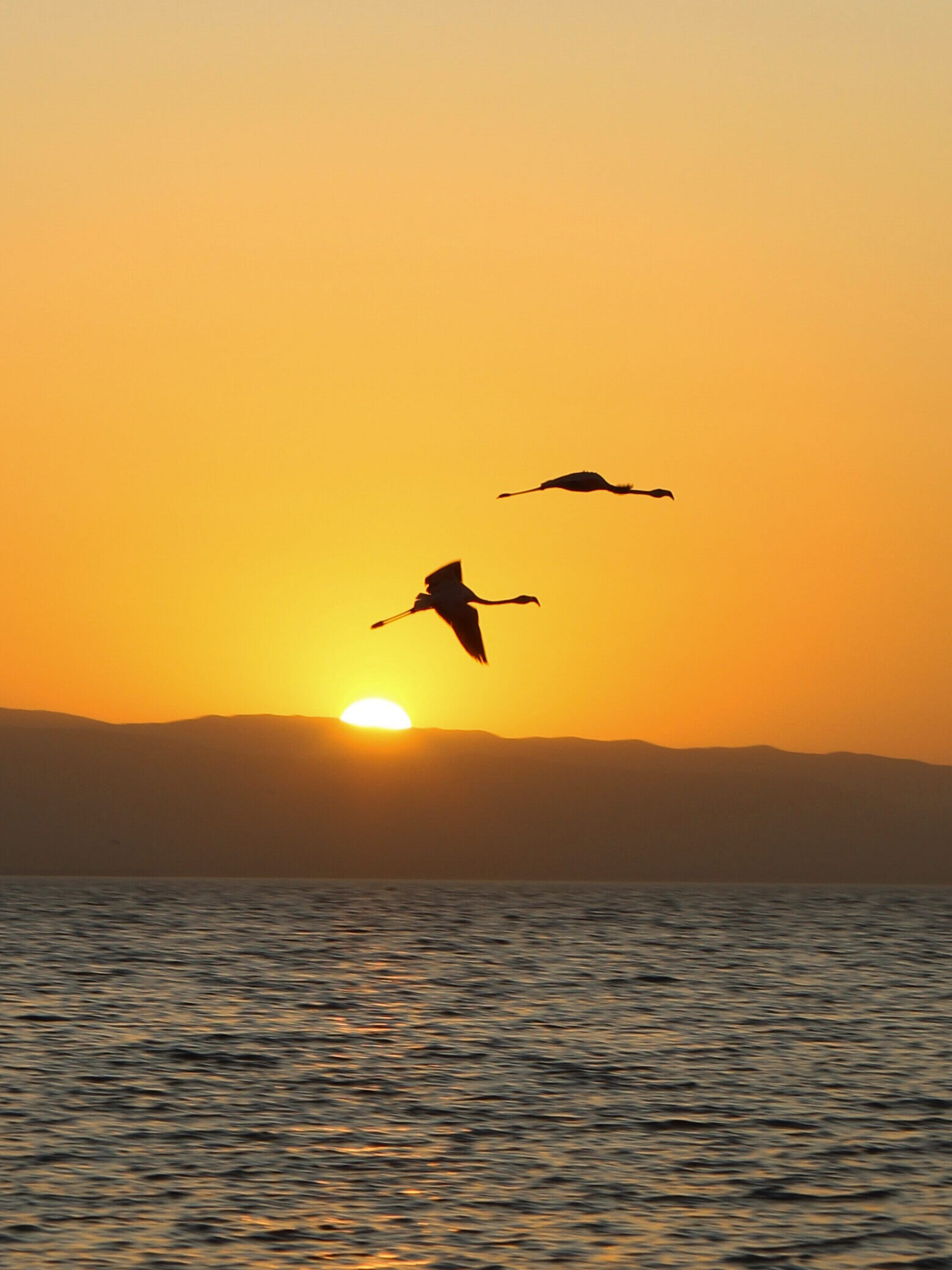Two flamingos flying over the sunset at Santo Domingo Beach in Paracas