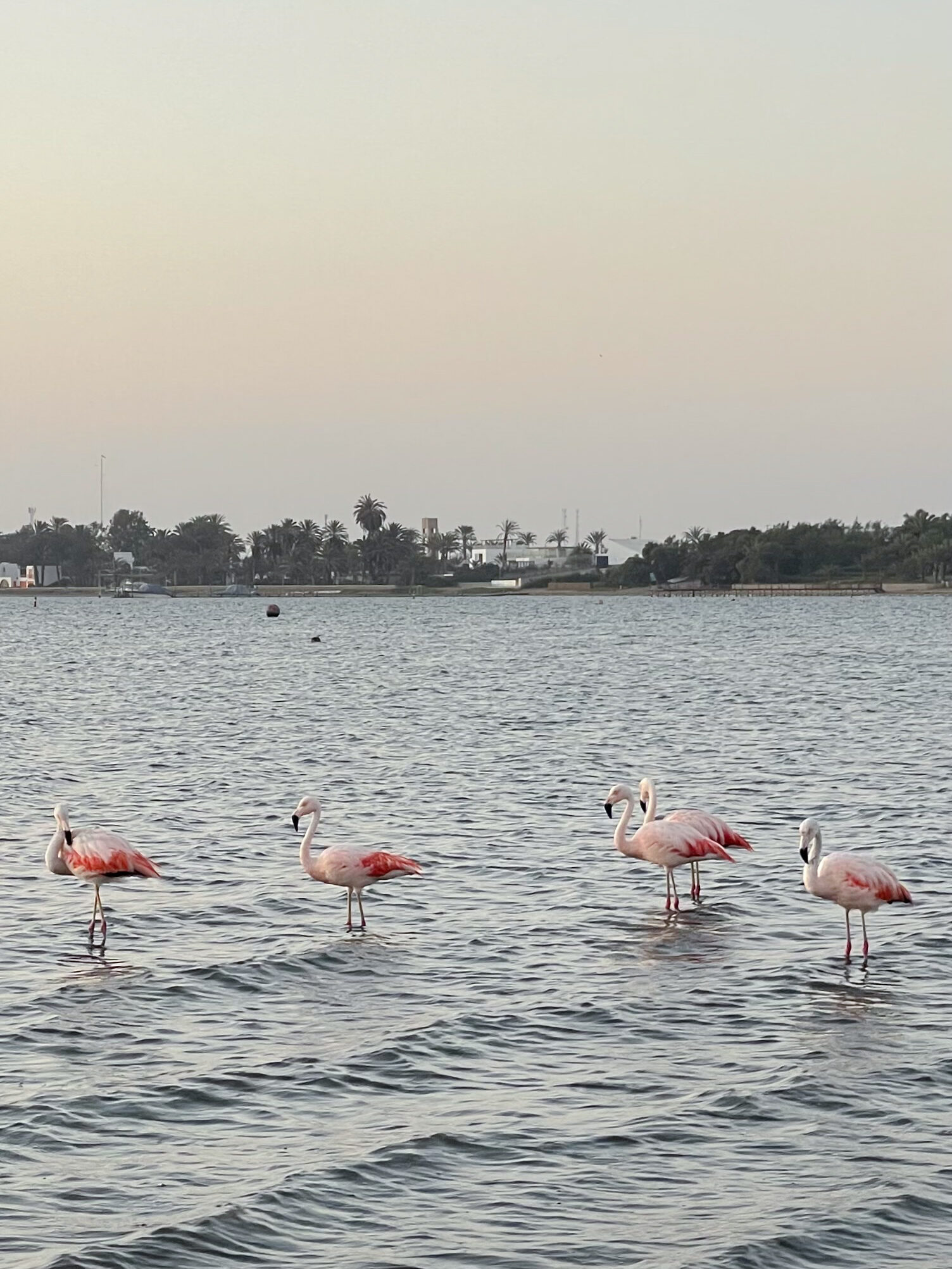 Five flamingos standing in the ocean at Santo Domingo Beach in Paracas