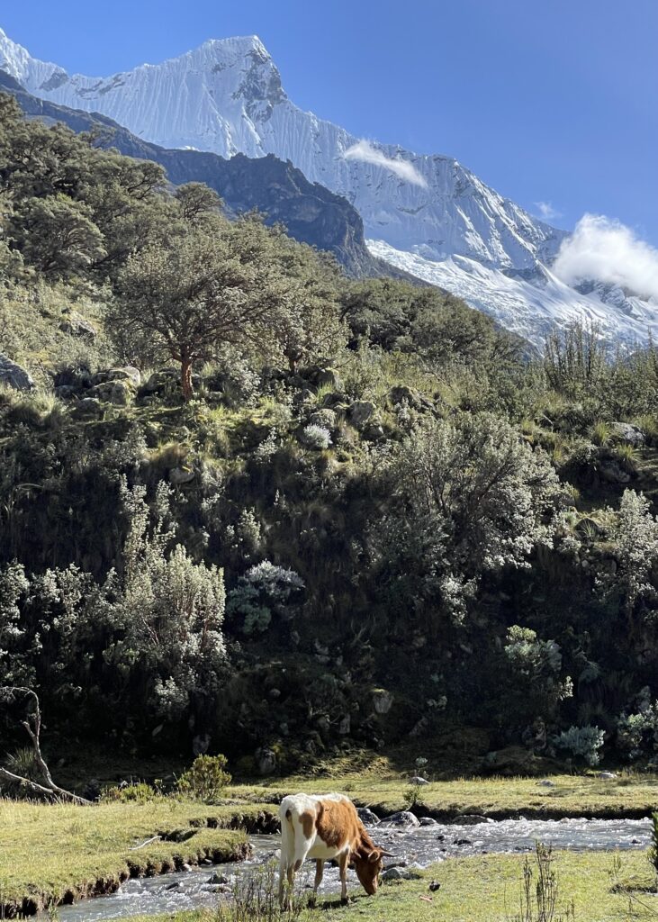 The beginning of the Laguna 69 hike. A cow grazing in the valley next to a flowing river with snow-capped mountains in the background. 