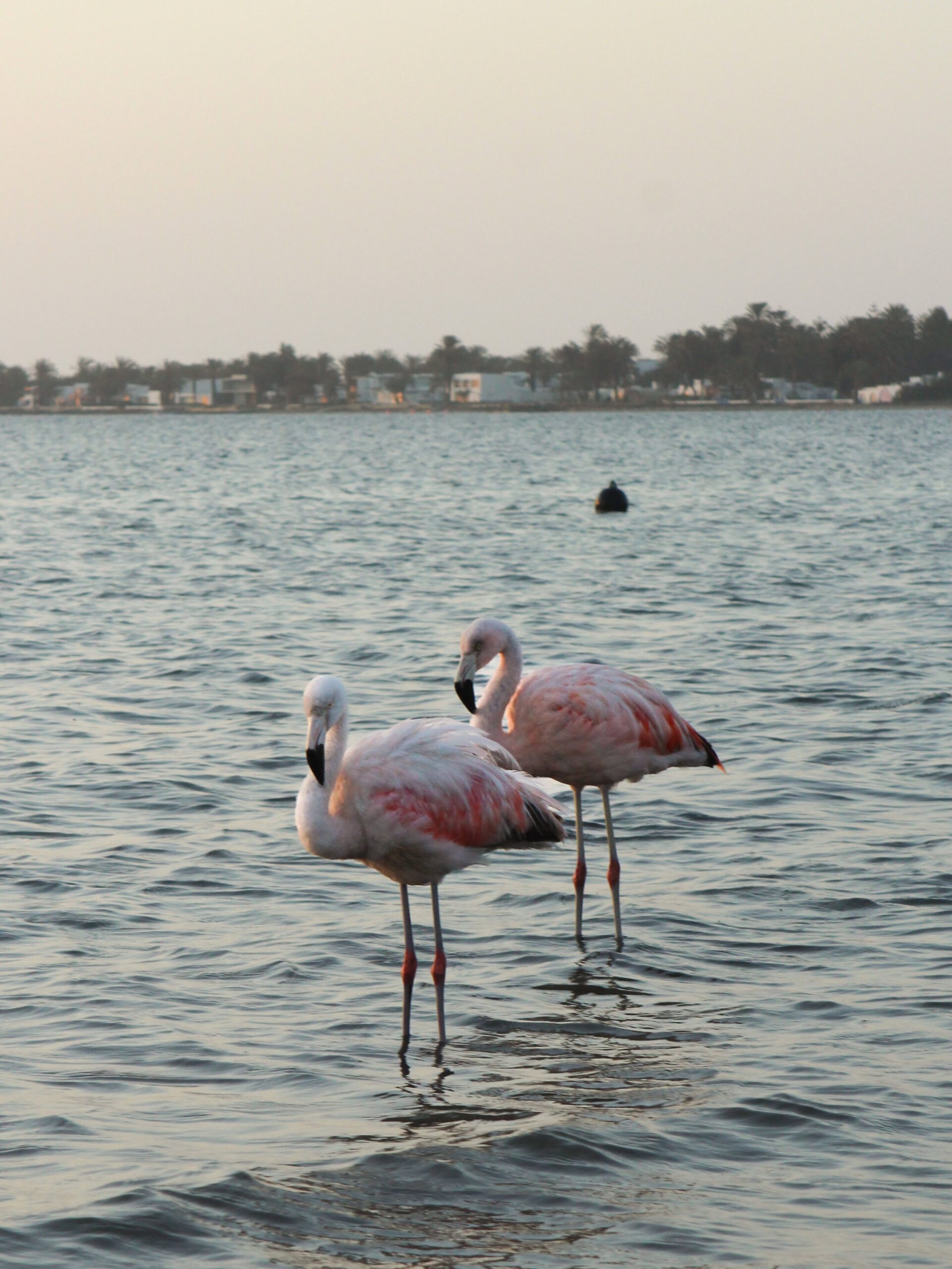 Two flamingos stood in the ocean at sunset on Santo Domingo Beach in Paracas